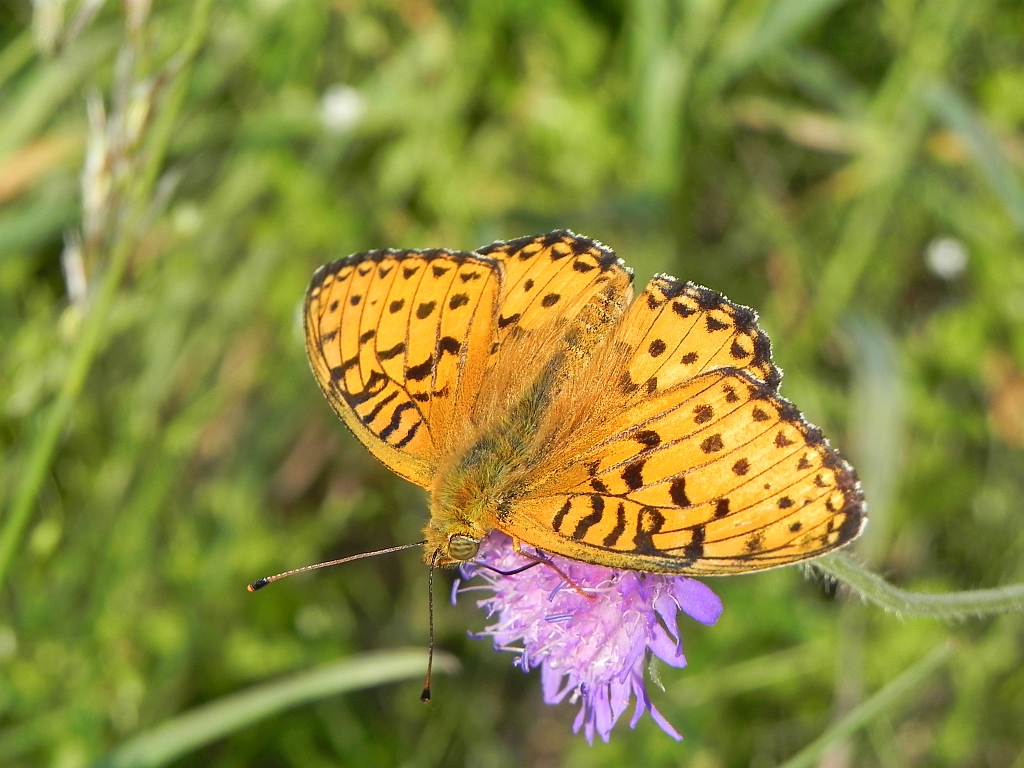 Dostojka adyppe (Argynnis adippe)