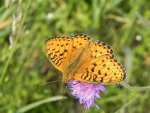 Dostojka adyppe (Argynnis adippe)