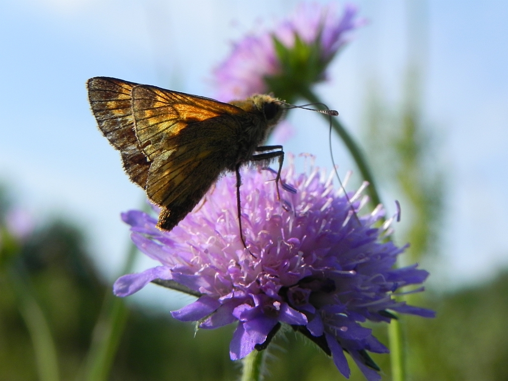 Karłątek kniejnik (Ochlodes venatus)