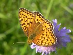 Dostojka selene (Boloria selene)