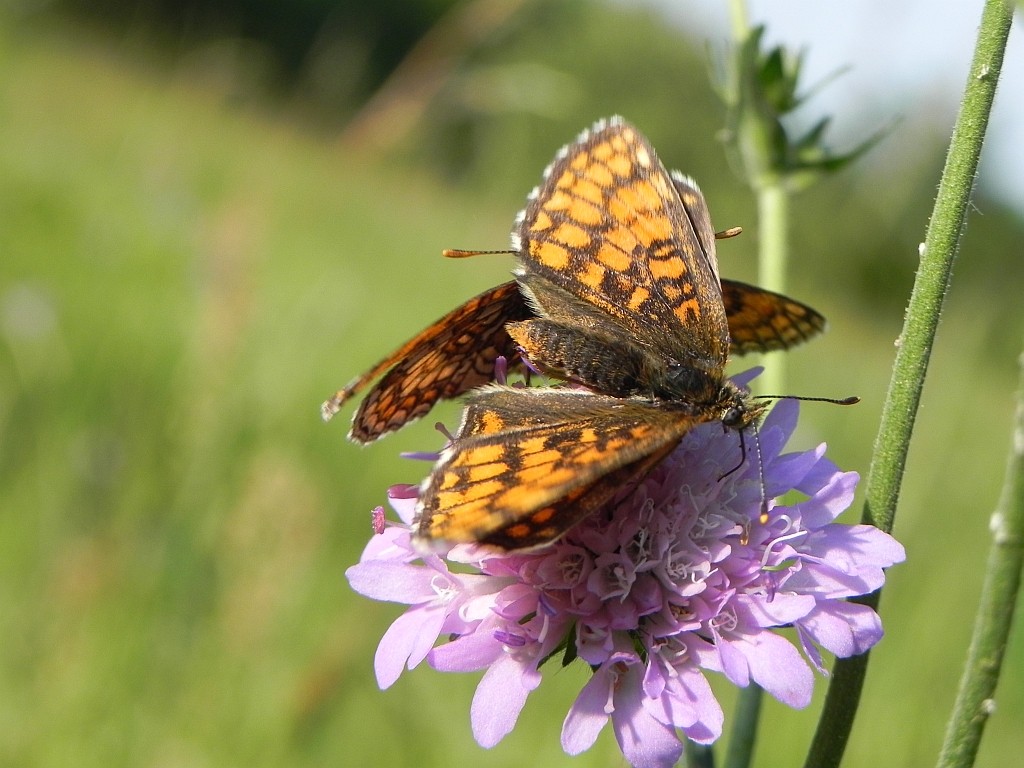Przeplatka atalia (Melitaea athalia athalia)