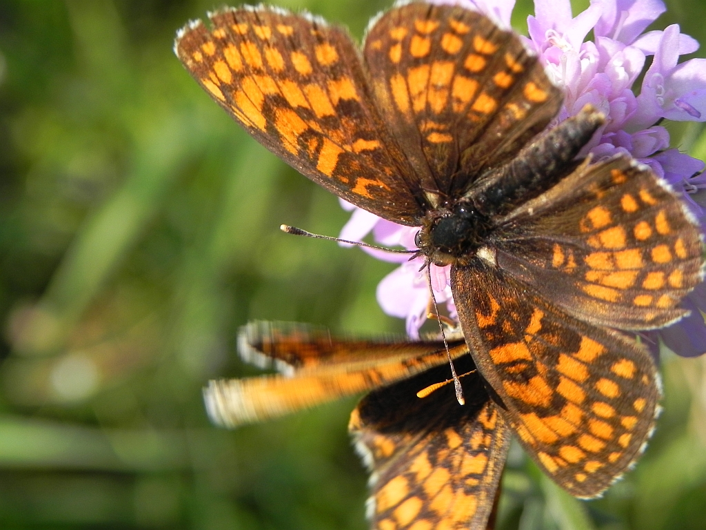 Przeplatka atalia (Melitaea athalia athalia)