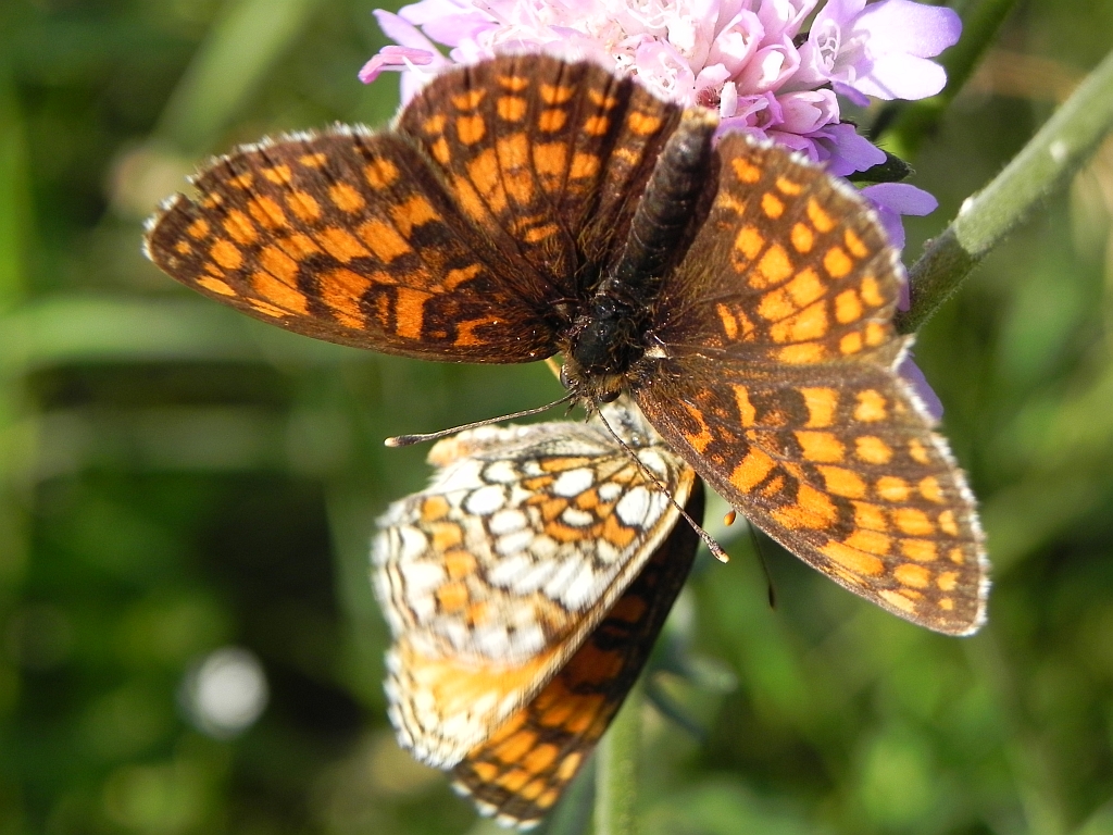 Przeplatka atalia (Melitaea athalia athalia)