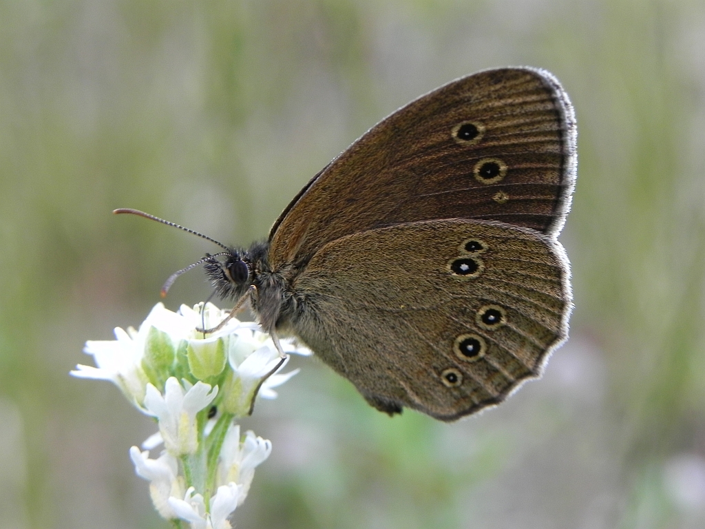 Przestrojnik trawnik (Aphantopus hyperantus)