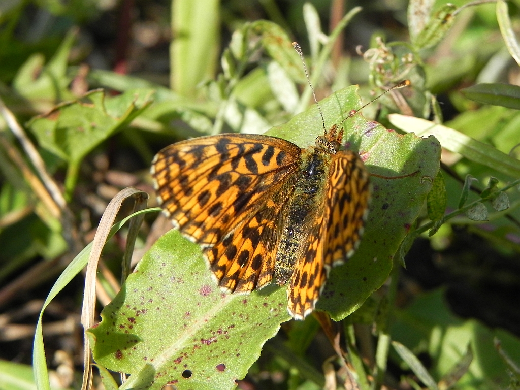 Dostojka selene (Boloria selene)