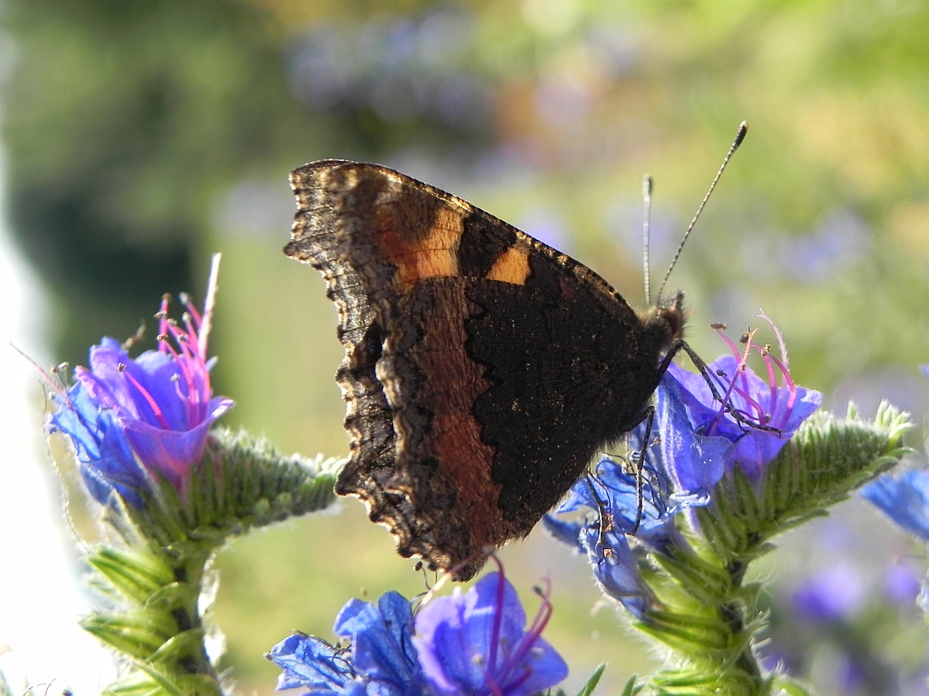 Rusałka pokrzywnik (Aglais urticae)