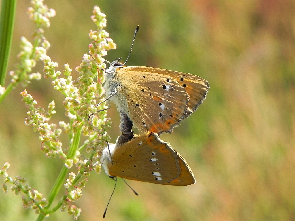 Czerwończyk dukacik (Lycaena virgaureae)