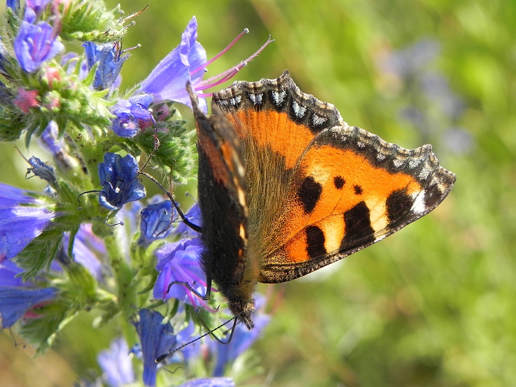 Rusałka pokrzywnik (Aglais urticae)