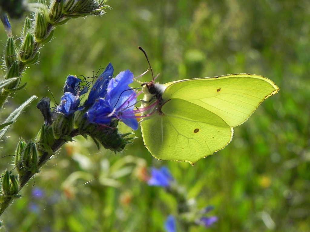 Listkowiec cytrynek (Gonepteryx rhamni)