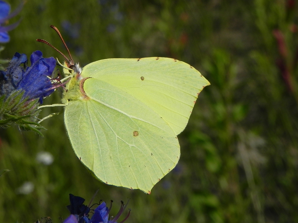 Listkowiec cytrynek (Gonepteryx rhamni)