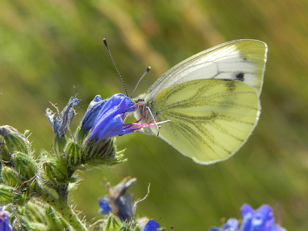 Bielinek bytomkowiec (Pieris napi)