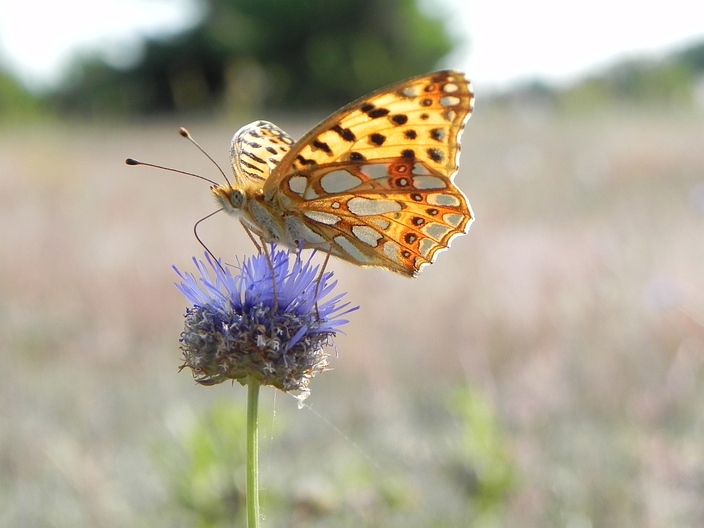 Dostojka latonia (Issoria lathonia)