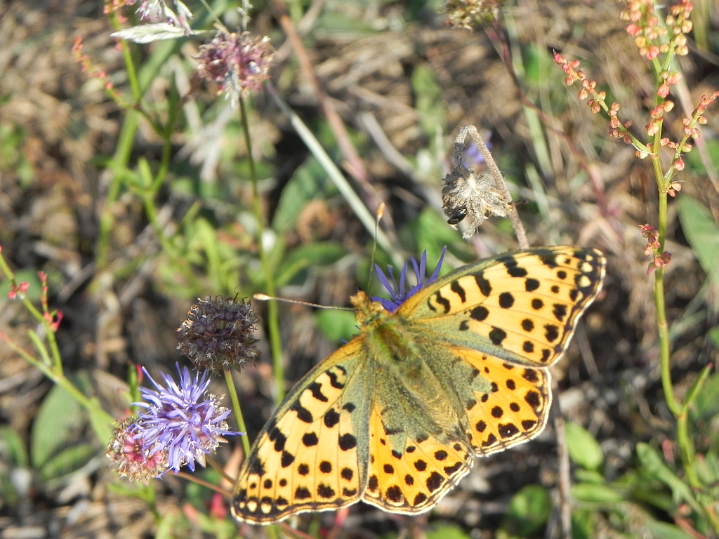 Dostojka latonia (Issoria lathonia)