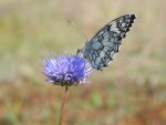 Polowiec szachownica (Melanargia galathea syn. Agapetes galathea)