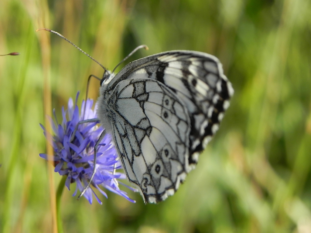 Polowiec szachownica (Melanargia galathea syn. Agapetes galathea)