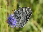 Polowiec szachownica (Melanargia galathea syn. Agapetes galathea)