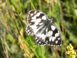 Polowiec szachownica (Melanargia galathea syn. Agapetes galathea)