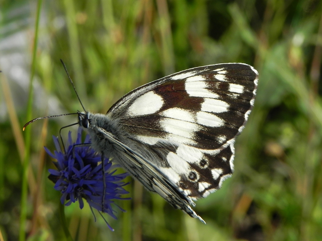 Polowiec szachownica (Melanargia galathea syn. Agapetes galathea)