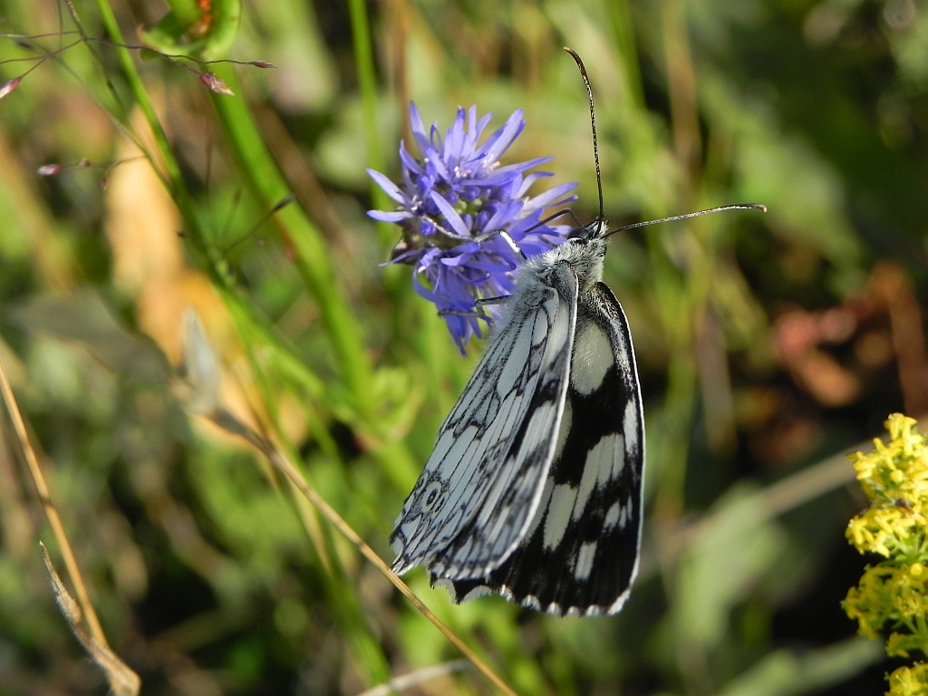 Polowiec szachownica (Melanargia galathea syn. Agapetes galathea)