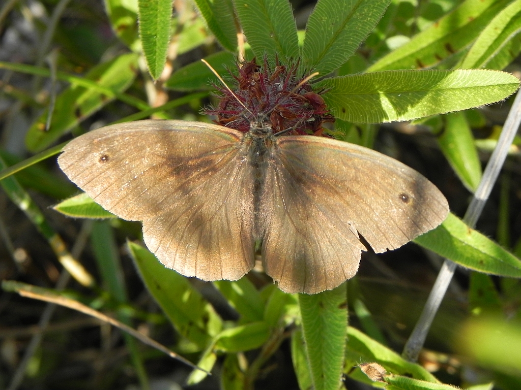 Przestrojnik jurtina (Maniola jurtina)