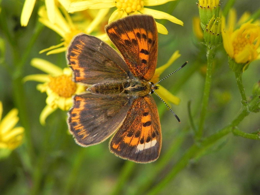 Czerwończyk uroczek (Lycaena tityrus)