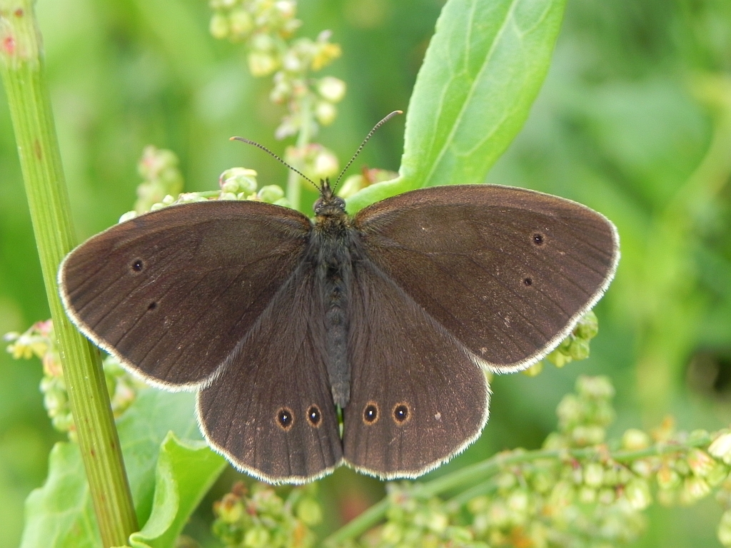 Przestrojnik trawnik (Aphantopus hyperantus)