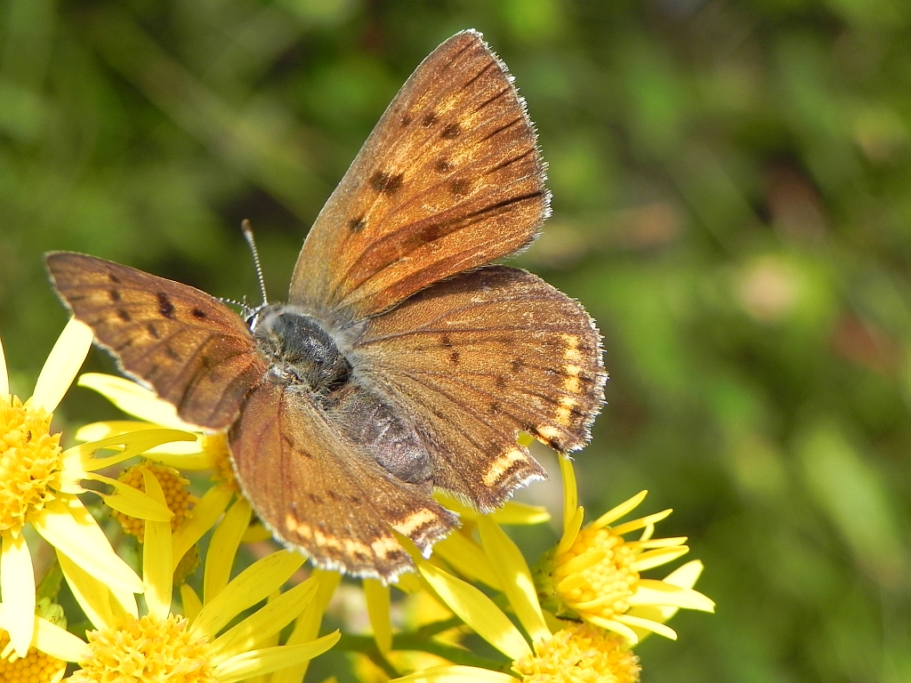 Czerwończyk zamgleniec (Lycaena alciphron)