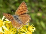 Czerwończyk zamgleniec (Lycaena alciphron)