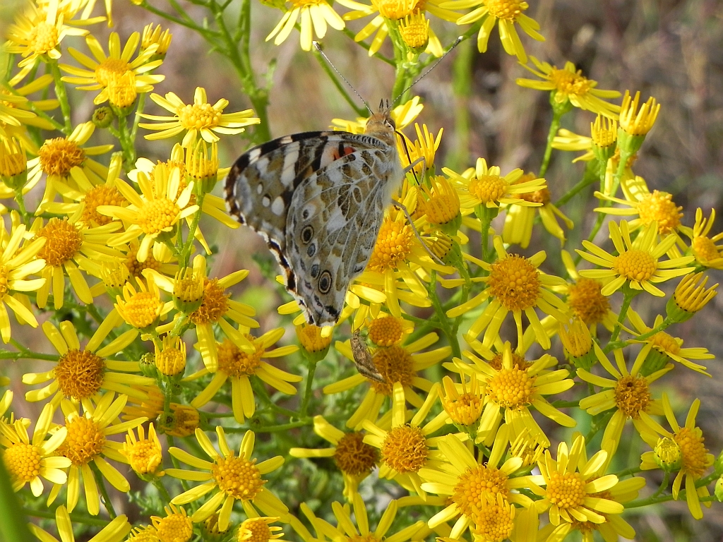 Rusałka osetnik (Vanessa cardui, syn. Cynthia cardui)