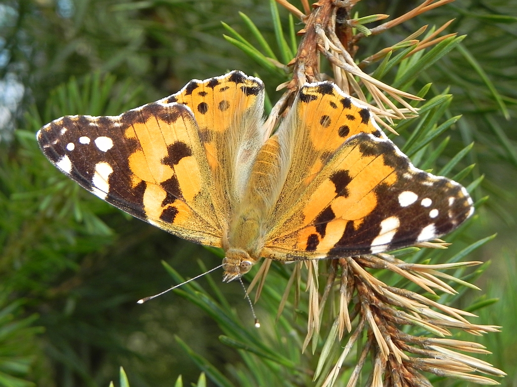 Rusałka osetnik (Vanessa cardui, syn. Cynthia cardui)