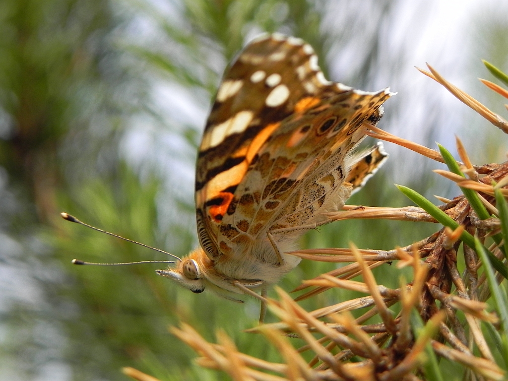 Rusałka osetnik (Vanessa cardui, syn. Cynthia cardui)