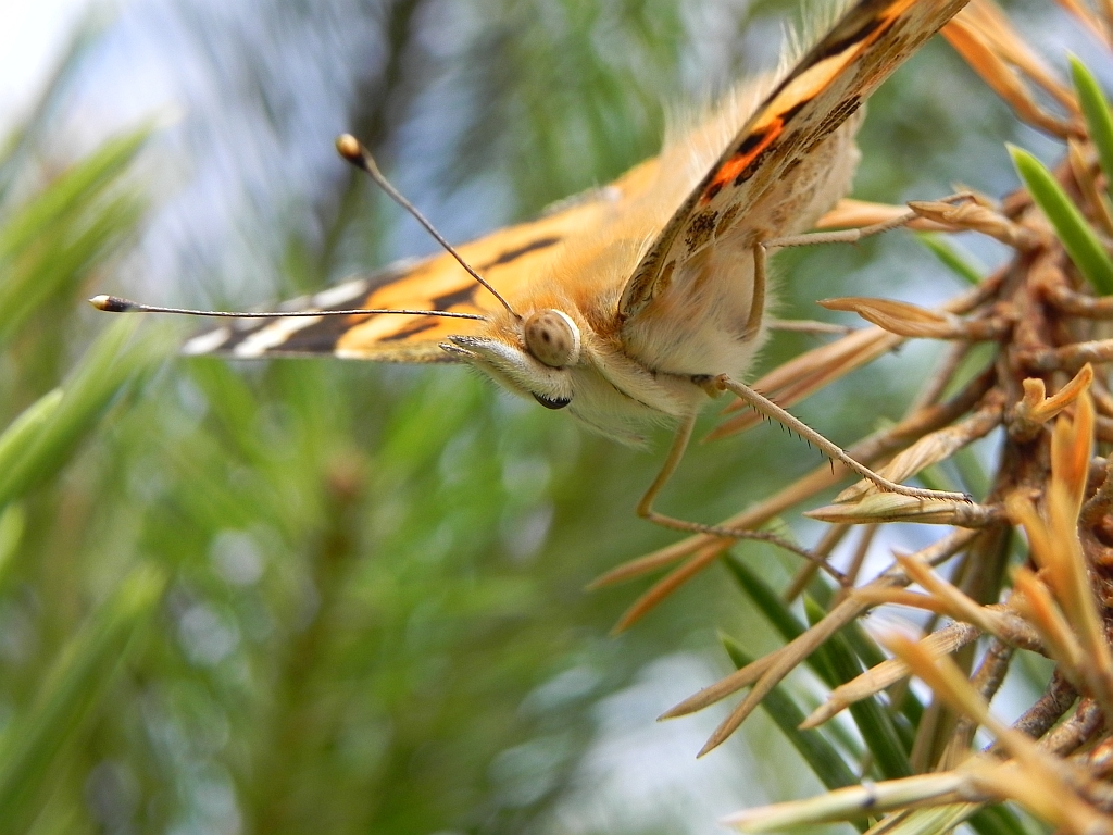 Rusałka osetnik (Vanessa cardui, syn. Cynthia cardui)