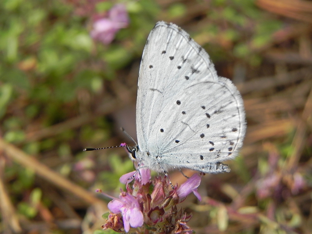 Modraszek wieszczek (Celastrina argiolus)