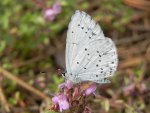 Modraszek wieszczek (Celastrina argiolus)
