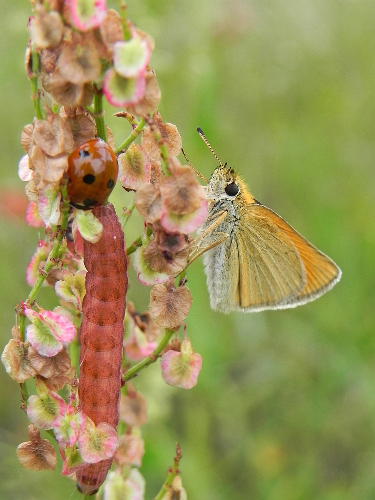 Karłątek ryska (Thymelicus lineola)