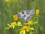 Polowiec szachownica (Melanargia galathea syn. Agapetes galathea)