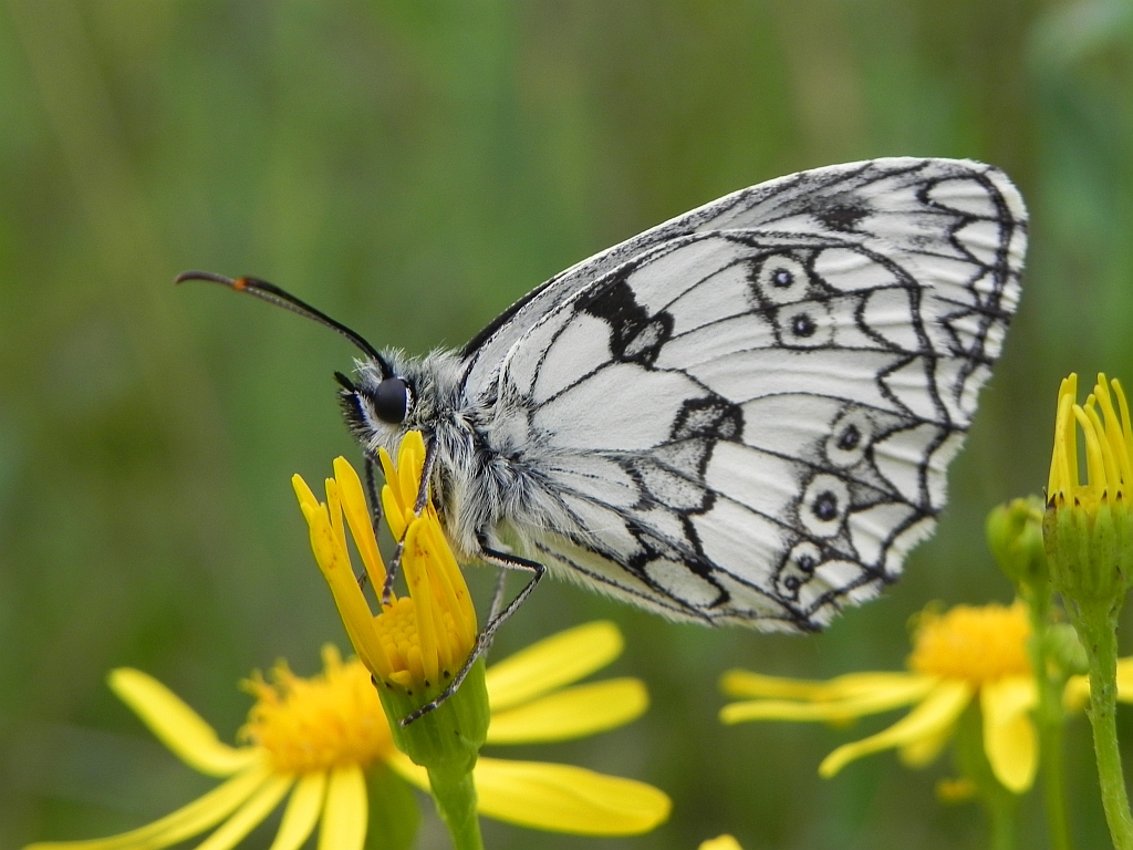 Polowiec szachownica (Melanargia galathea syn. Agapetes galathea)