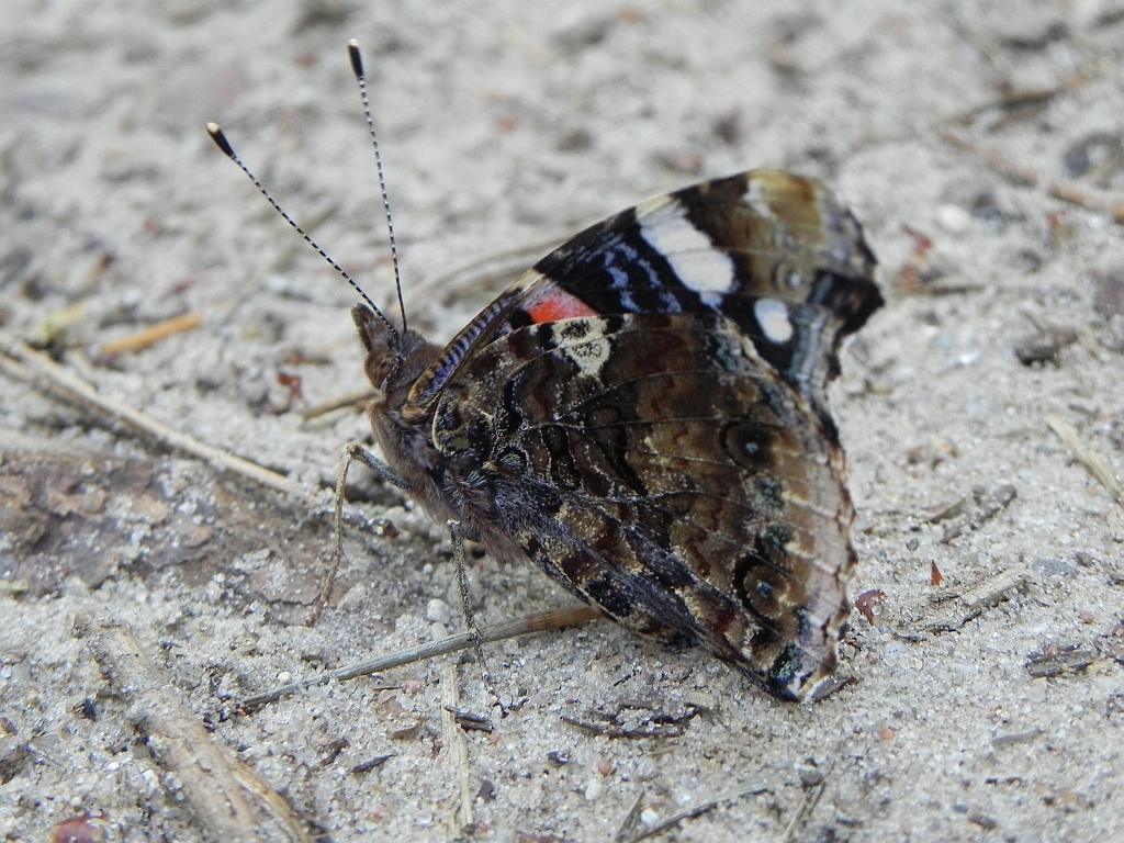 Rusałka admirał (Vanessa atalanta)