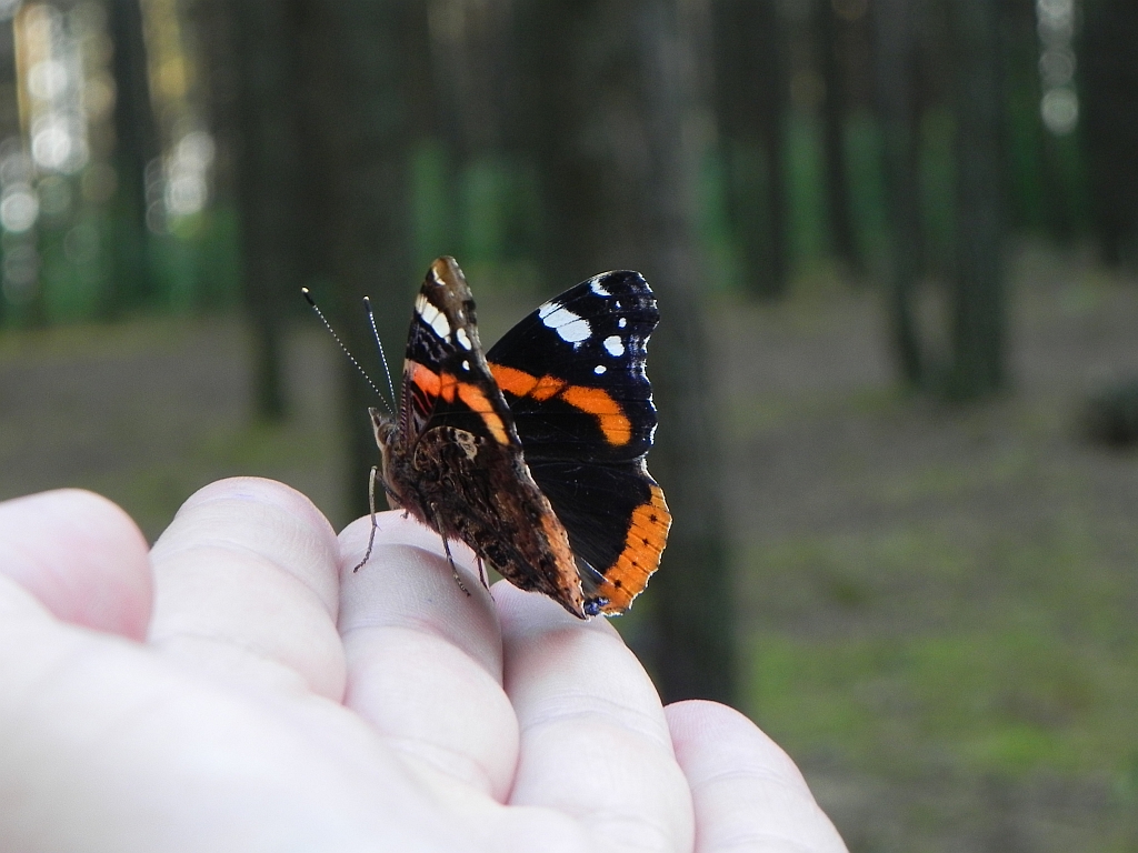 Rusałka admirał (Vanessa atalanta)