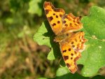 Rusałka ceik (Polygonia c-album)