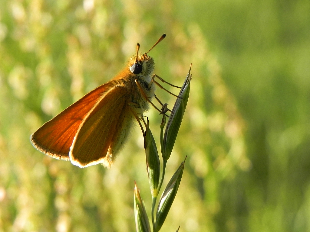 Karłątek leśny, karłątek ceglasty (Thymelicus sylvestris)