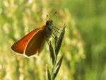 Karłątek leśny, karłątek ceglasty (Thymelicus sylvestris)