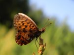 Dostojka dia (Boloria dia)