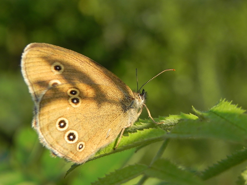 Przestrojnik trawnik (Aphantopus hyperantus)