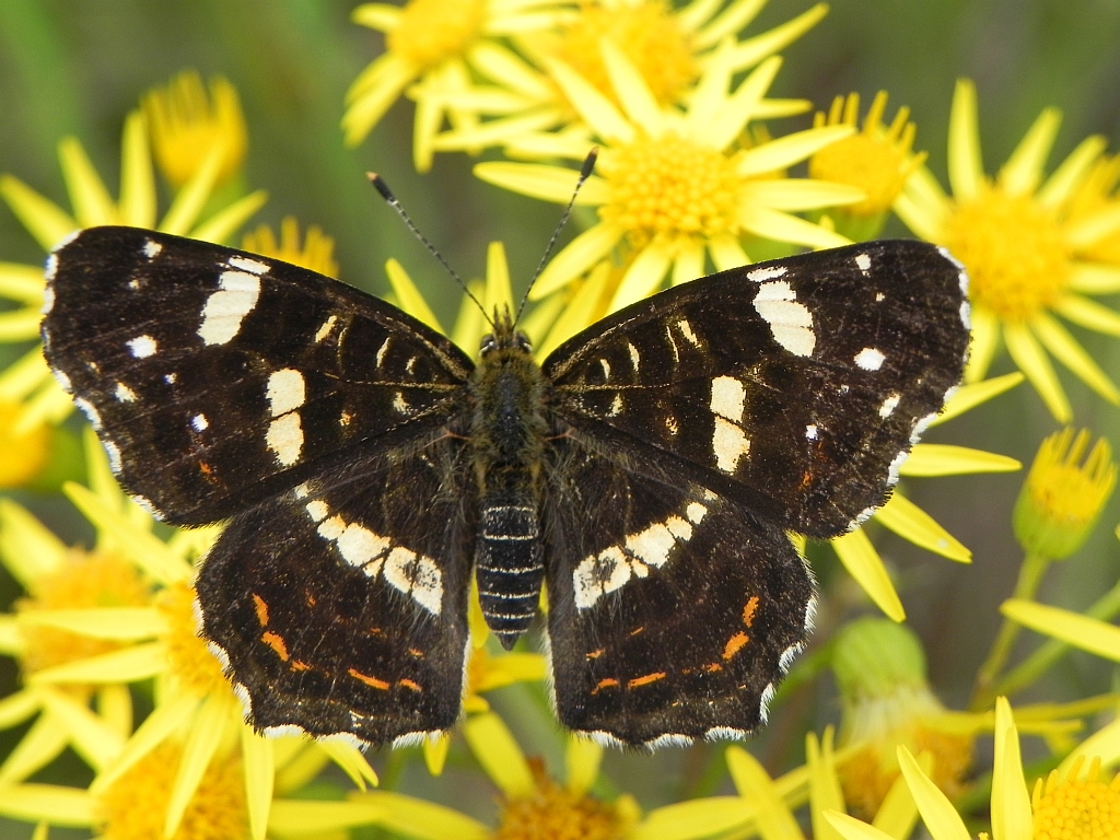 Rusałka kratkowiec (Araschnia levana)