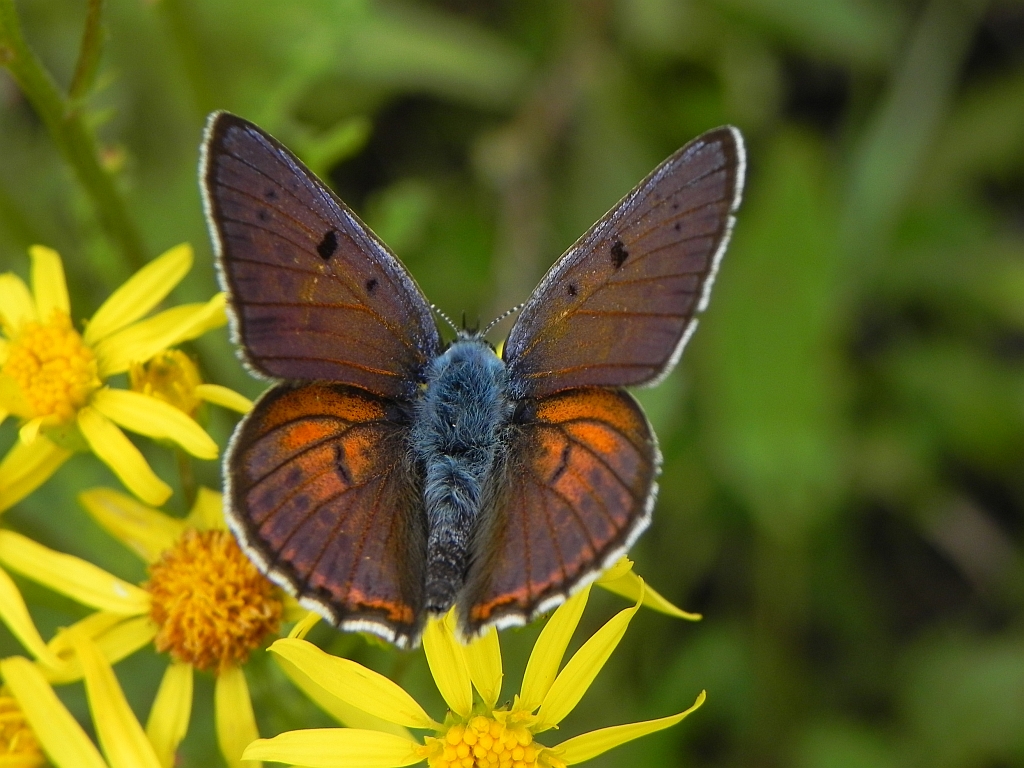 Czerwończyk zamgleniec (Lycaena alciphron)
