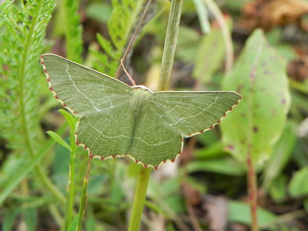 Miernik kędziorek (Thalera fimbrialis)
