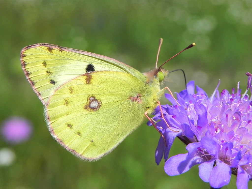 Szlaczkoń sylwetnik (Colias crocea)