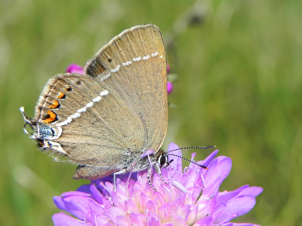 Ogończyk tarninowiec (Nordmannia spini (Den. & Schiff.)