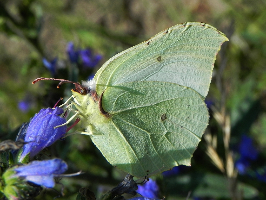 Listkowiec cytrynek (Gonepteryx rhamni)